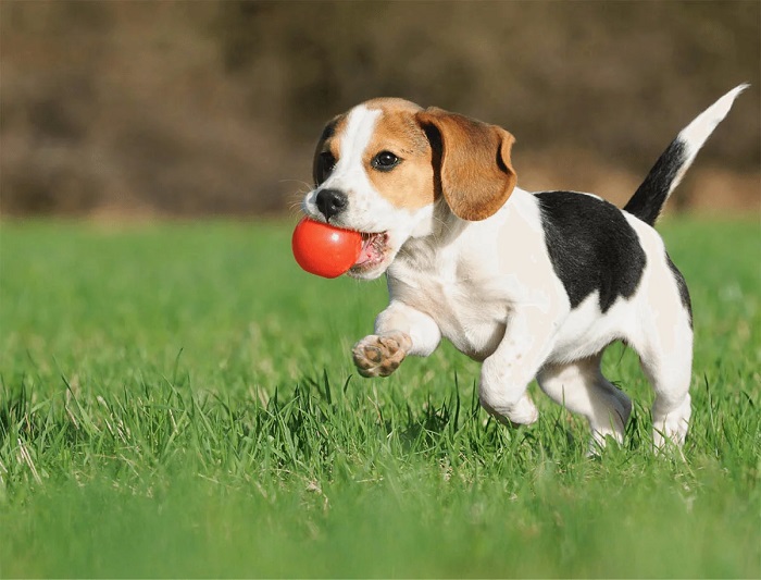 Trusted Dog Boarding in North York Combines Comfort, Care, and Attention